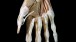 3D film of a dissected and plastinated hand   © Mark Mobley, UHCW Trust, 2013