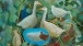 Tessa Newcomb, Pet Geese (2011)