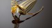 Hair ornament with a cypripedium orchid design, c.1902, France, Gold, horn, glass, enamel, 19.0 x 9.0 x 6.0cm, Anderson Collection of Art Nouveau, UEA 21125