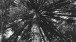 ALDIR CRUZ PINUS ARAUCARIA Araucarian Pines, Selenium Toned Gelatin Silver Print, 20x24, 1992