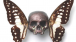 D*Face, Two Banded Skipper Flutterbie (2011). Taxidermy insects and pygmy skull © The artist