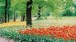 Drifts of tulips spread under the trees as far as the eye can see.