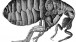 Robert Hooke, The Flea, from Micrographia, or some Physiological Descriptions of Minute Bodies made by Magnifying Glasses, 1665 Engraving, 37 x 46 cm
