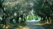 El Monasterio: 32 ancient olive trees create a shady and majestic welcome to the garden. From Hidden Gardens of Spain