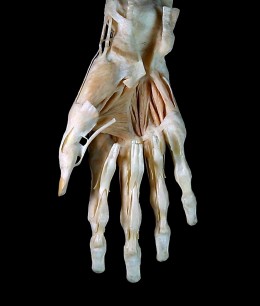 3D film of a dissected and plastinated hand   © Mark Mobley, UHCW Trust, 2013