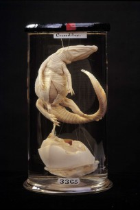 Crocodile and egg, from the Hunterian Collection, London