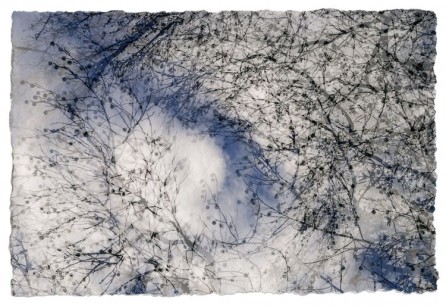 Dan Shephert, Liquid Amber, Photographic print, 24 x 36 ins