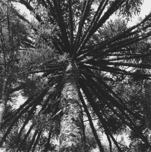 ALDIR CRUZ PINUS ARAUCARIA Araucarian Pines, Selenium Toned Gelatin Silver Print, 20x24, 1992