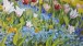 Maria Bell-Salter, Tulips and Forget-me-nots. Oil on linen 75x75cm