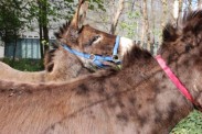 Isabel Nolan, Image courtesy of the artist and Kerlin Gallery, Dublin. © Isabel Nolan. Thanks to the Donkey Sanctuary Irl., Liscarroll, Mallow, Co. Cork, for their assistance