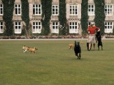 Patrick Lichfield, HM The Queen with her dogs on the lawn in front of Balmoral Castle, 1971 © Lichfield Getty Images