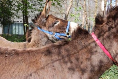 Isabel Nolan, Image courtesy of the artist and Kerlin Gallery, Dublin. © Isabel Nolan. Thanks to the Donkey Sanctuary Irl., Liscarroll, Mallow, Co. Cork, for their assistance
