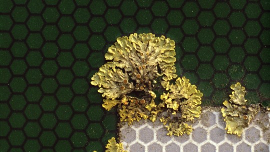 Patrick Keiller, Robinson in Ruins 2 Goethe © The artist